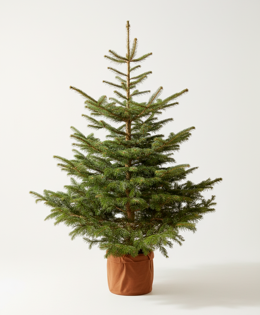 Abeto de Navidad Natural S