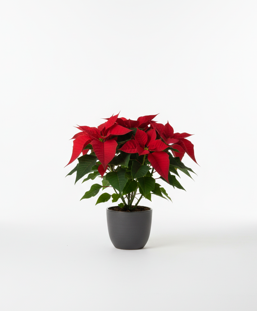 Poinsettia Grande (Flor de Pascua XL)
