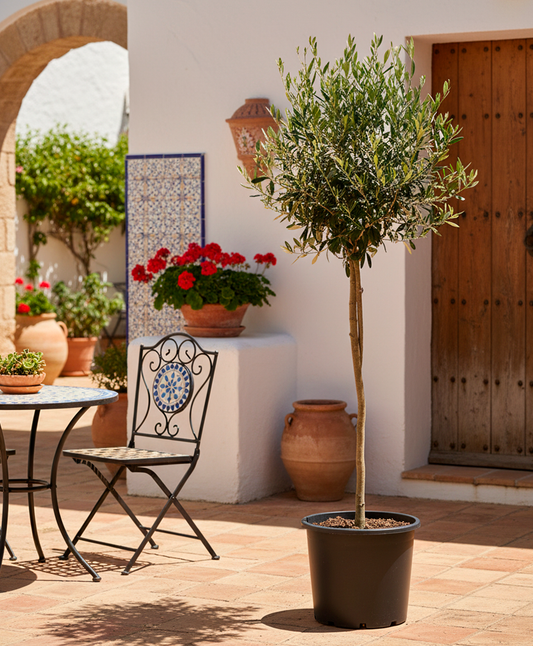 Olivo en Maceta (Olea Europaea)