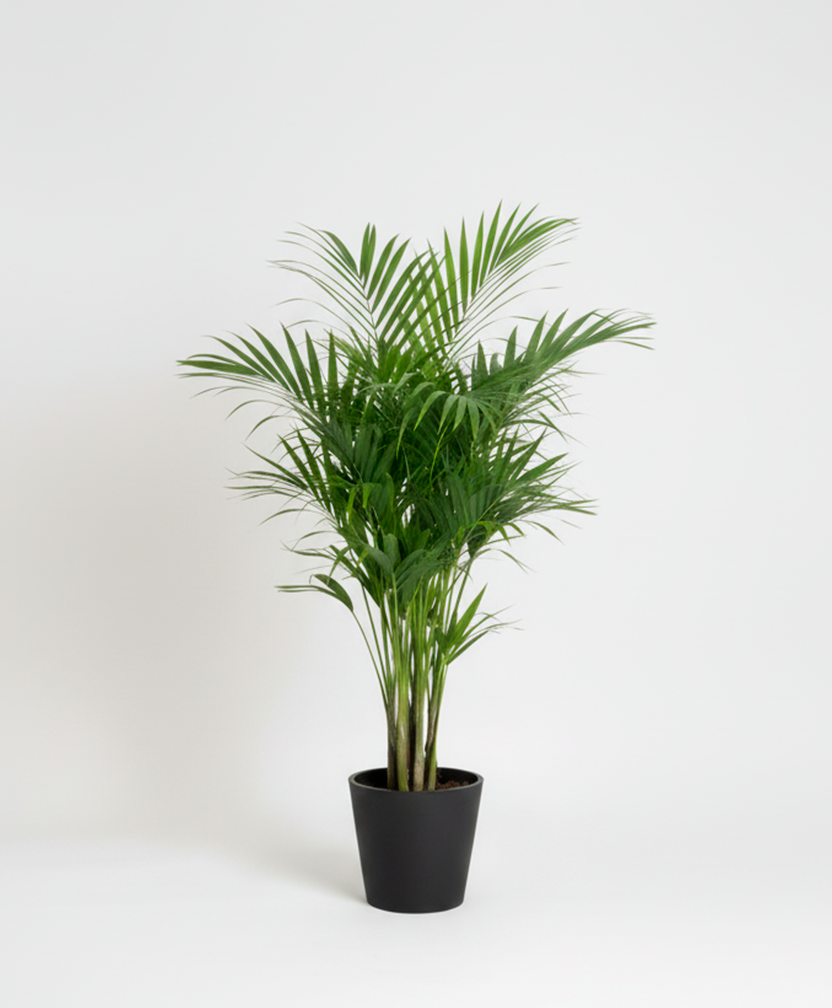 Kentia