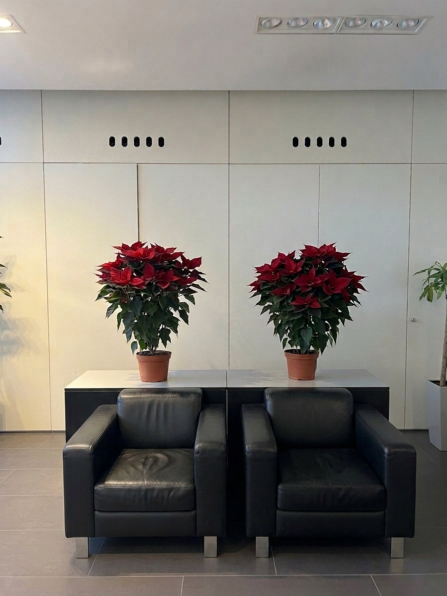 Plantas de Navidad