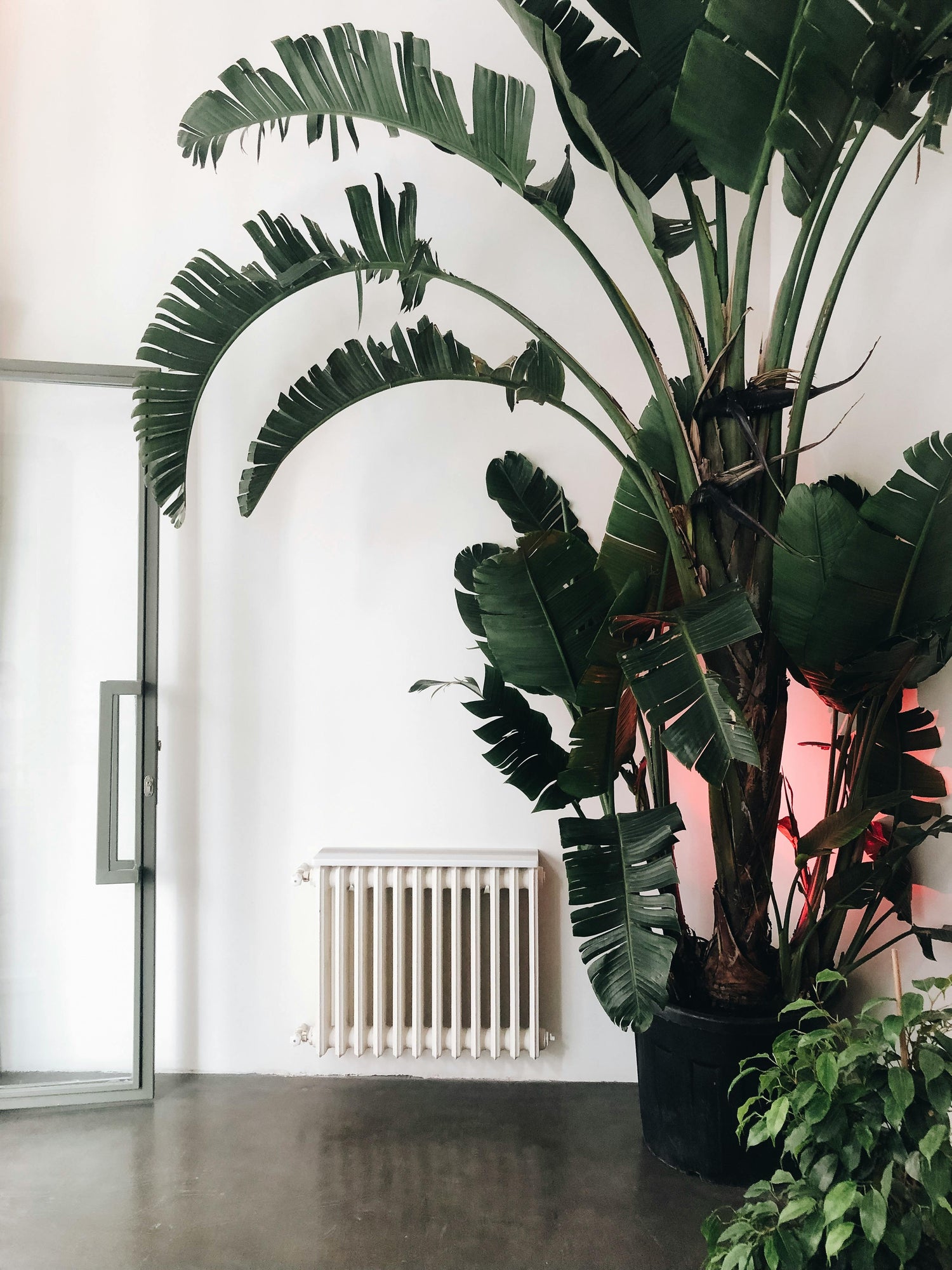 Plantas grandes de interior