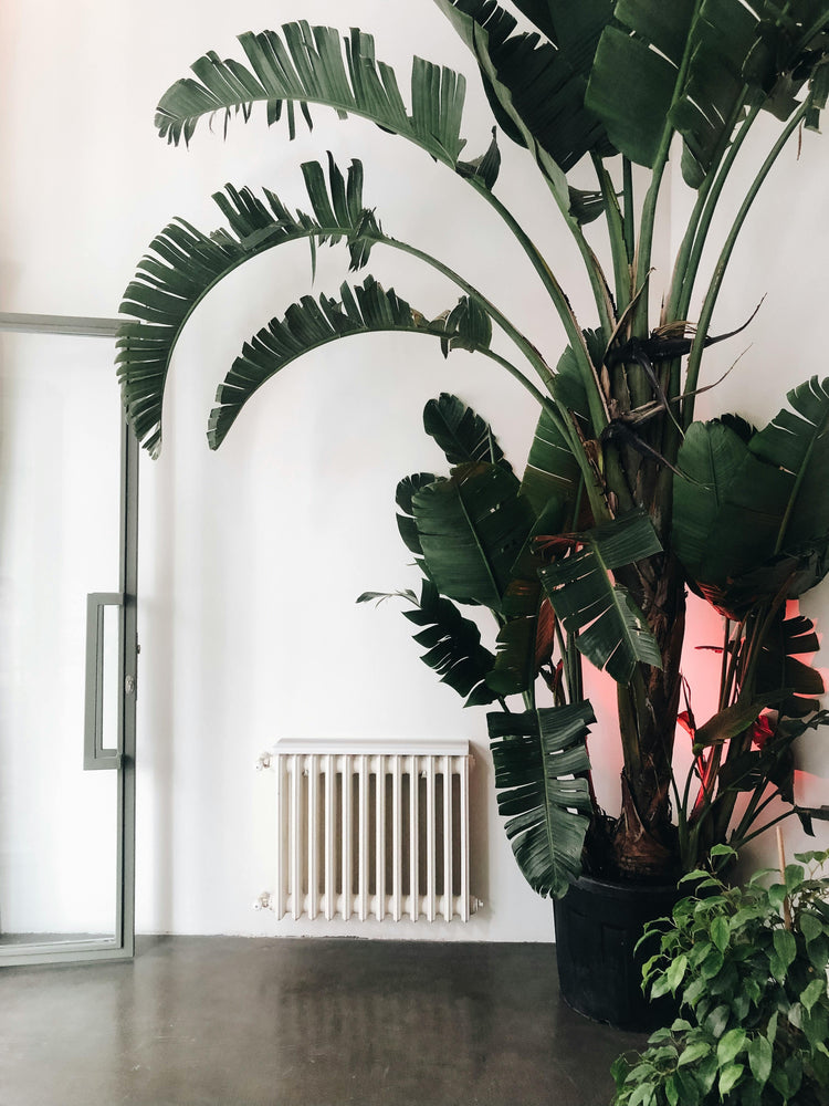 Plantas grandes de interior