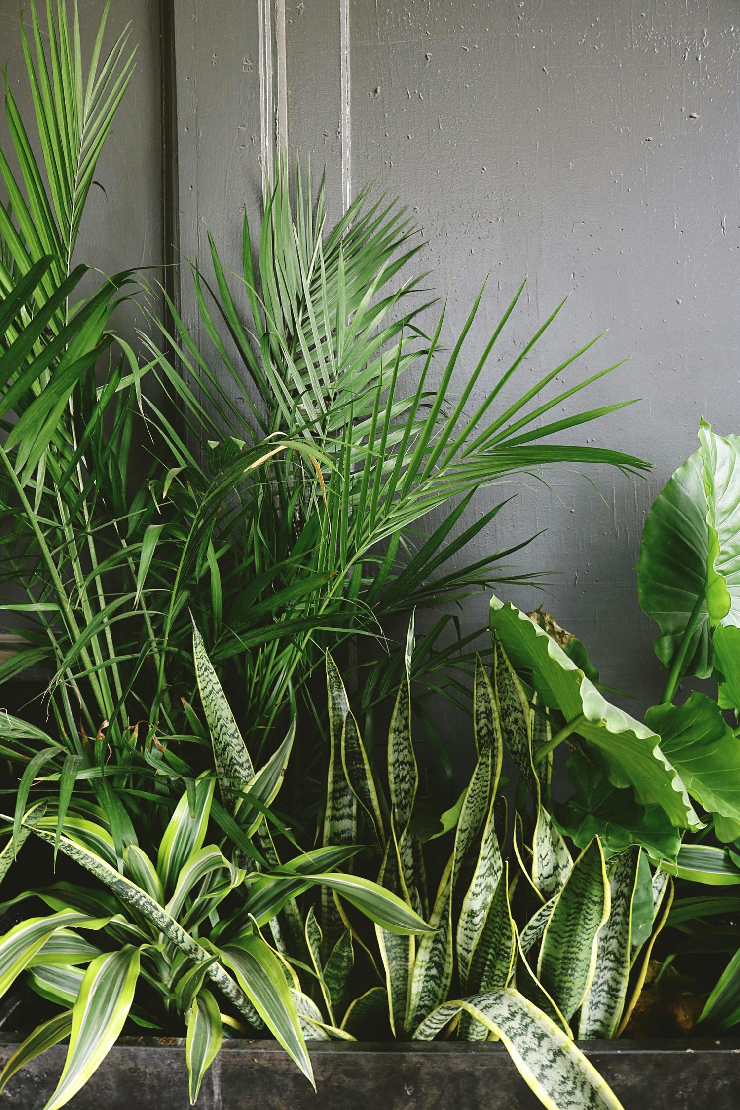 Plantas tropicales