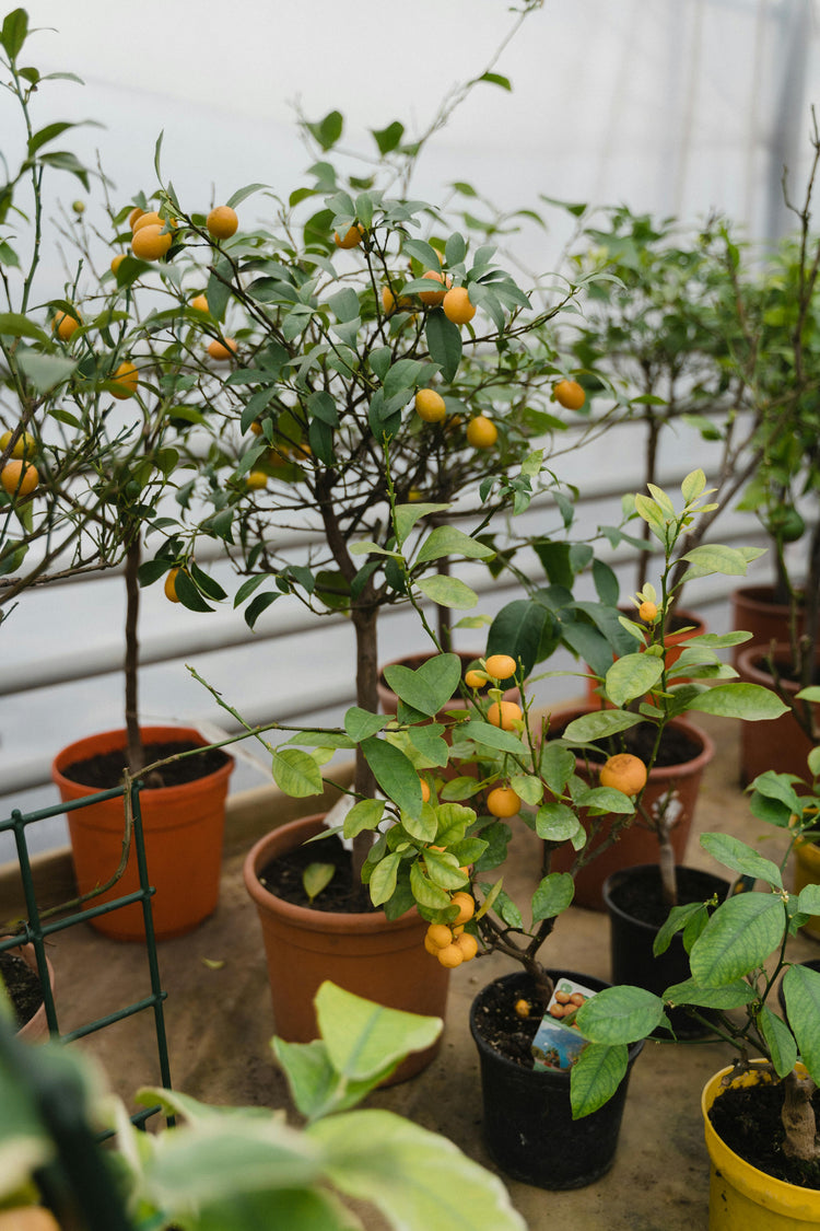 Árboles frutales