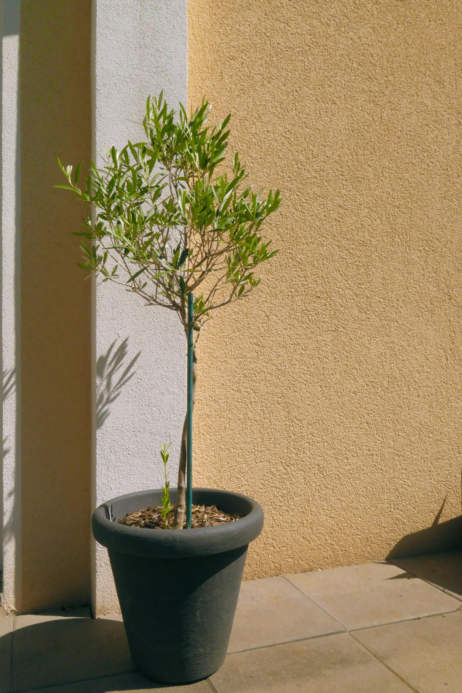Árboles en maceta