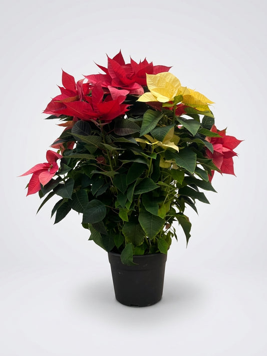 Poinsettia XXL Madre 80–100 cm