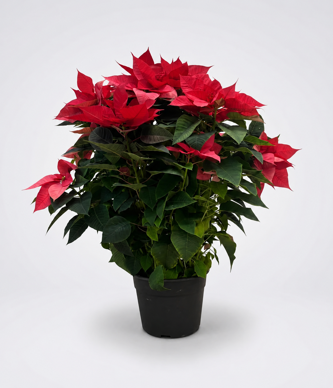 Poinsettia XXL Madre 80–100 cm