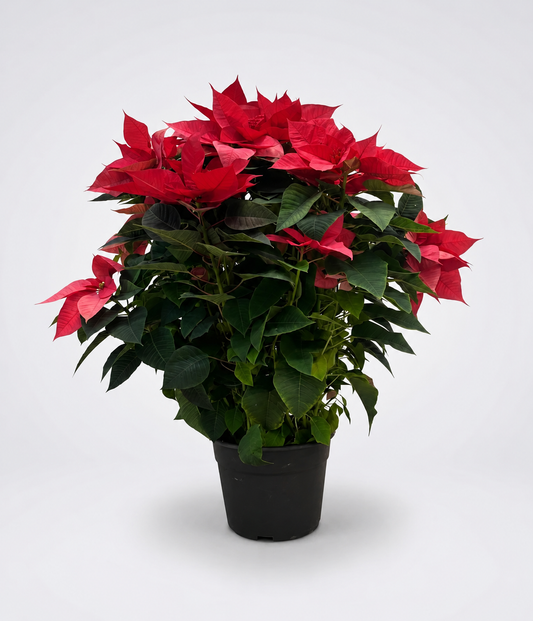 Poinsettia XXL Madre 80–100 cm