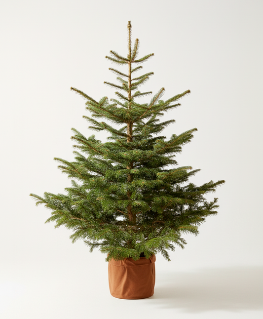 Abeto de Navidad Natural S