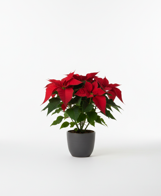 Poinsettia Grande (Flor de Pascua XL)