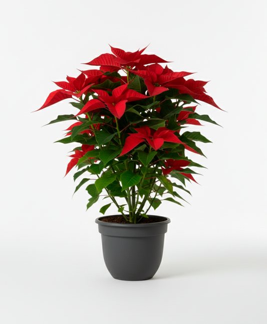 Poinsettia Madre (Flor de Pascua XXL)