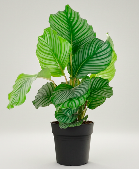 Calathea Orbifolia