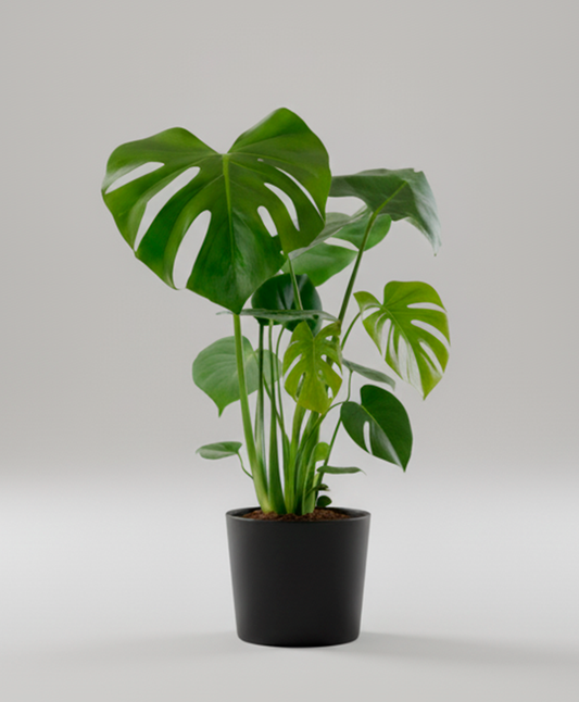 Monstera Deliciosa