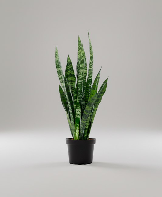 Sansevieria Trisfasciata (L)