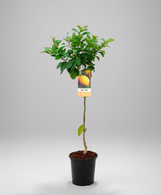 Limonero (Citrus Limon)