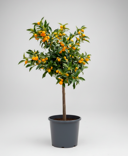 Kumquat (Citrus Japonica)