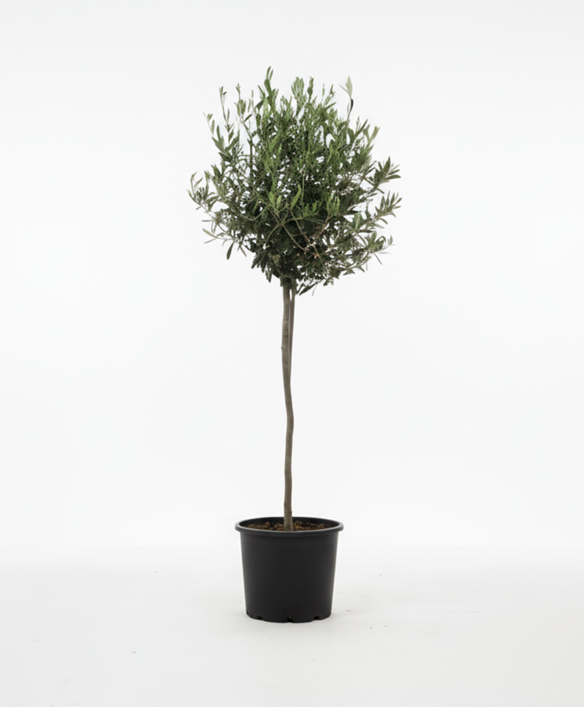 Olivo en Maceta (Olea Europaea)