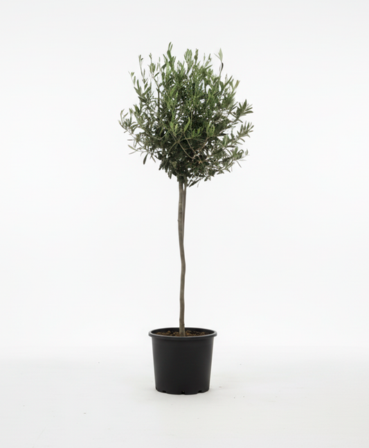 Olivo en Maceta (Olea Europaea)