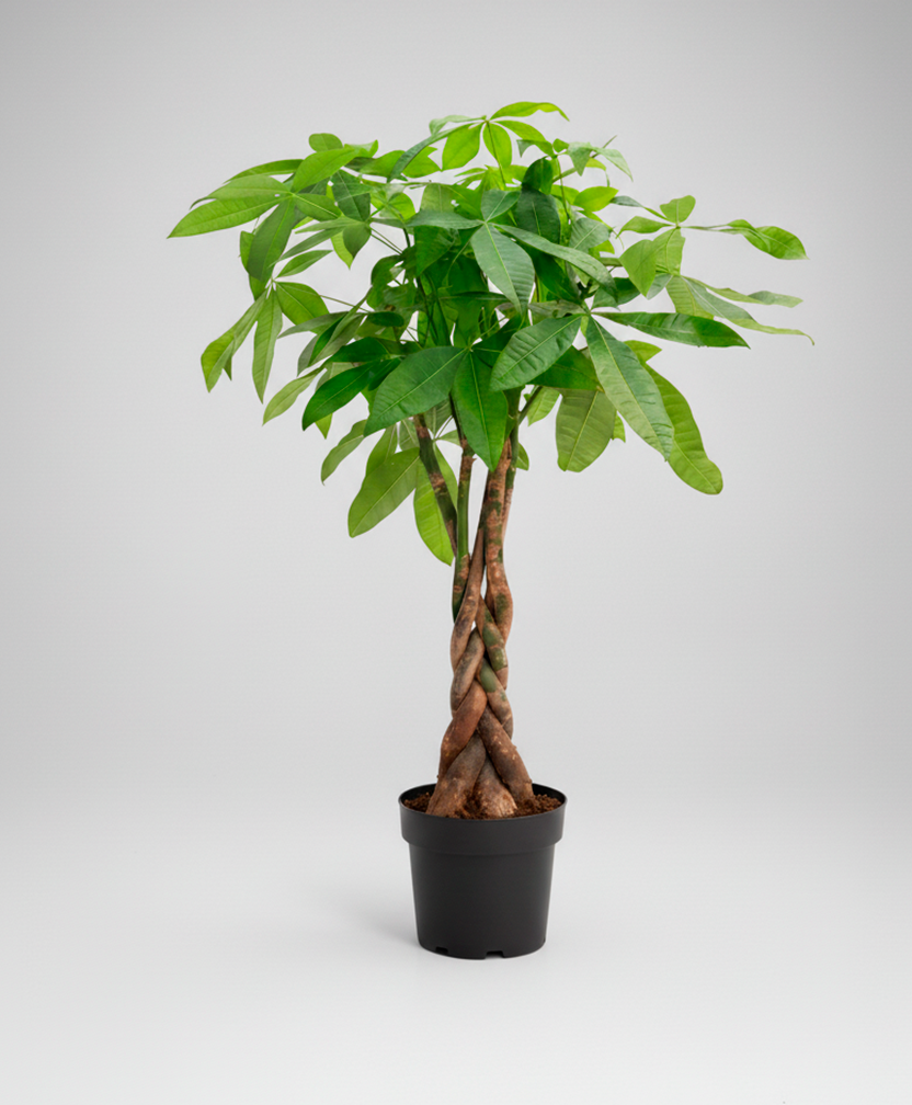 Pachira Aquatica