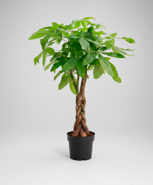 Pachira Aquatica
