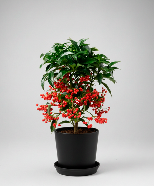 Ardisia Crenata