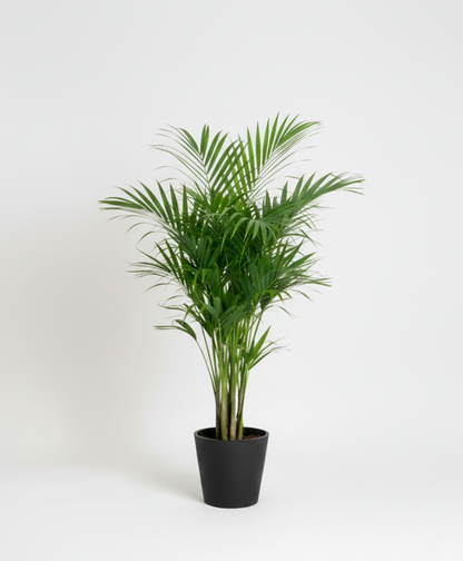 Kentia