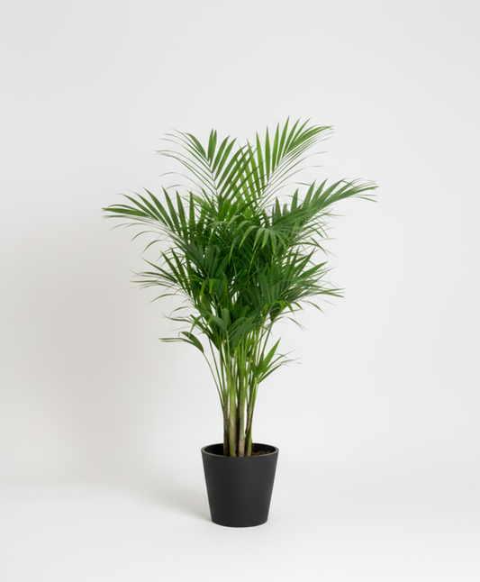 Kentia
